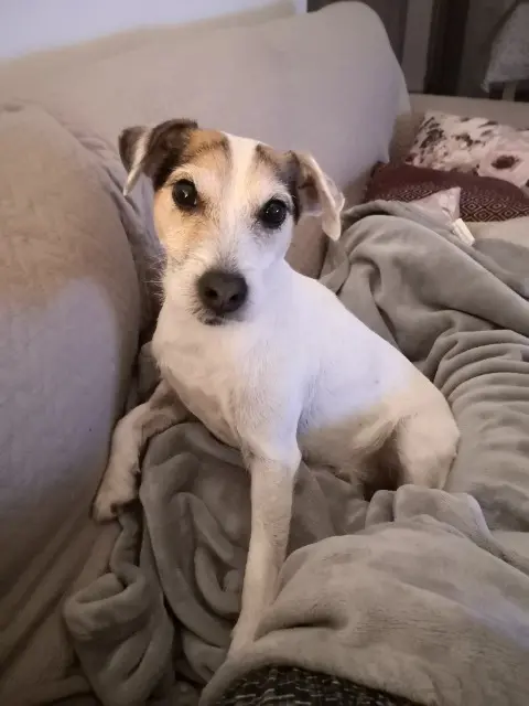 chien reunited   80450 Camon WILLOW