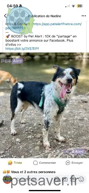 chien reunited 81400 Carmaux Keeper