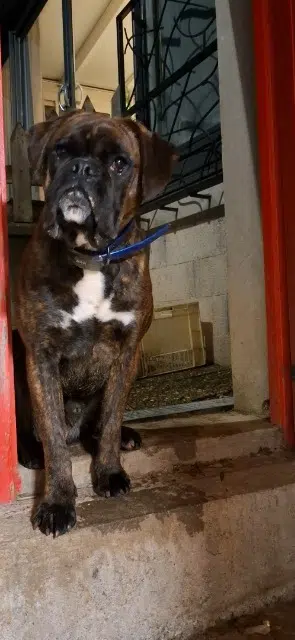 chien reunited   81120 Lombers Vao