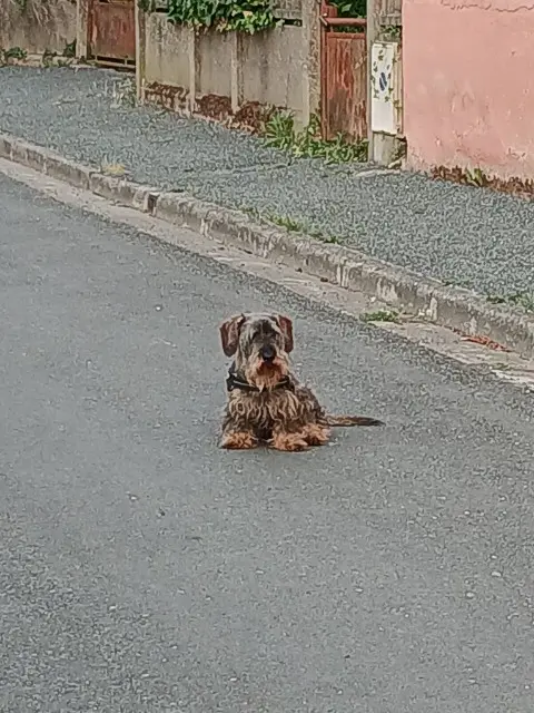 chien reunited    Puygouzon Volt