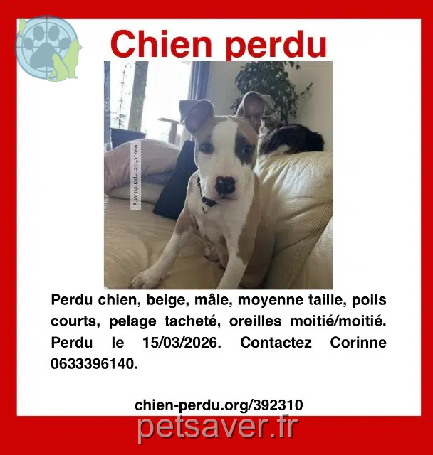 chien reunited   82400 Saint-Paul-d'Espis Aïko