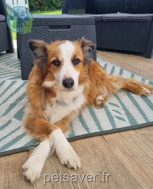 chien reunited   82200 Moissac Django