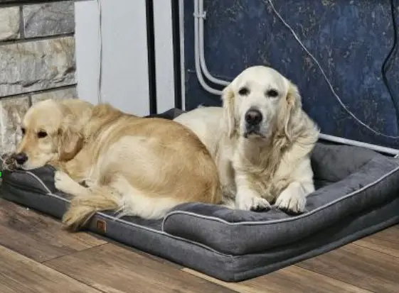 chien reunited   82100 Castelsarrasin DUNCAN/JESSIE