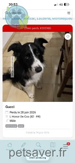 chien reunited 82130 L'Honor-de-Cos Gucci