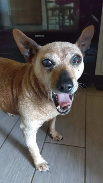 chien reunited   82340 Dunes Loucky