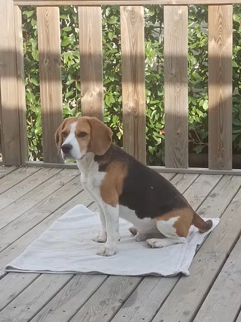 chien reunited   82160 Parisot Plouf