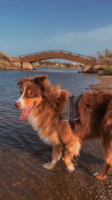 chien reunited   82000 Montauban Taygo