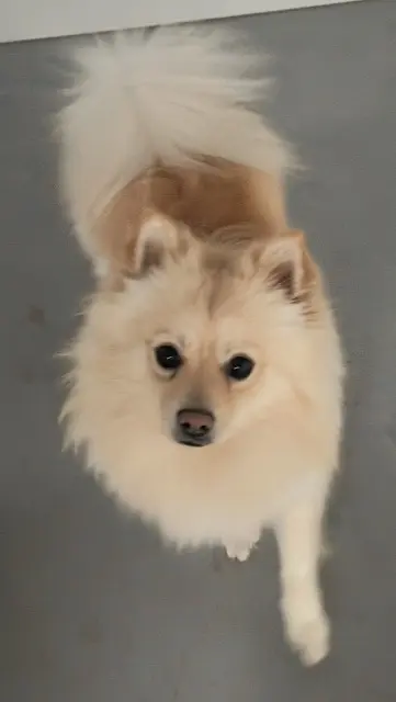 chien reunited   82000 Montauban Ulysse