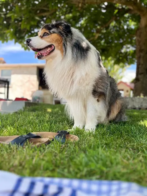 chien reunited   82400 Valence Nismo