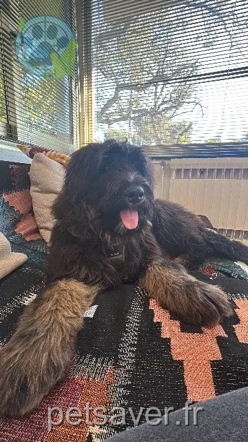 cane reunited   83500 La Seyne-sur-Mer Astro