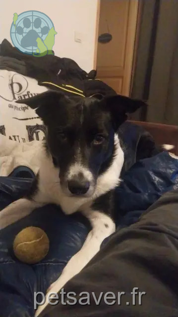 dog reunited   83690 Salernes Bidule