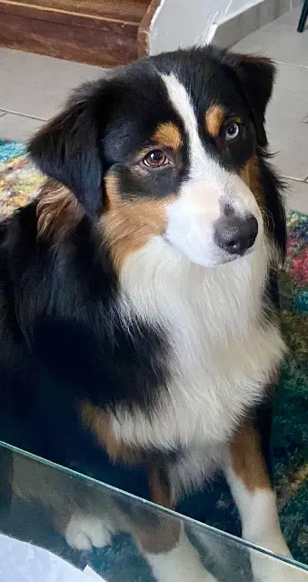 chien reunited   83140 Six-Fours-les-Plages Cooky