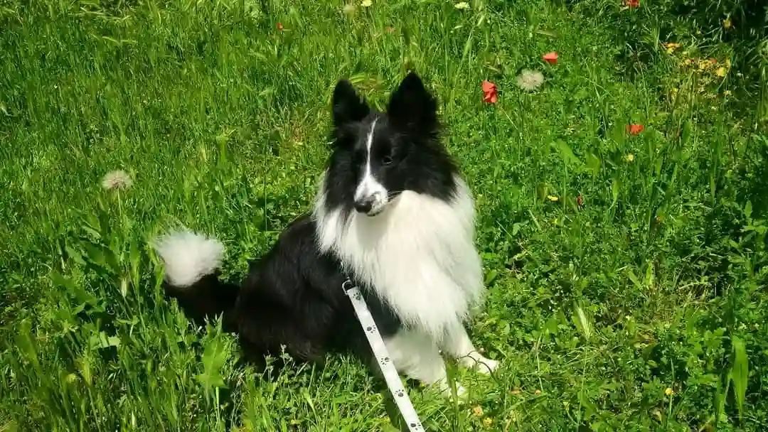 Chien Perdu 83 Var Chien Perdu 83 Var