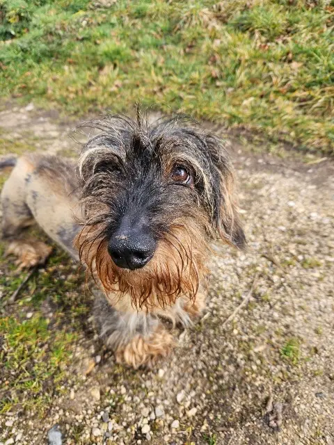 chien reunited   83130 La Garde Hercule