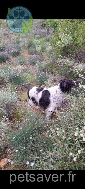 chien reunited 83670 Barjols Isak