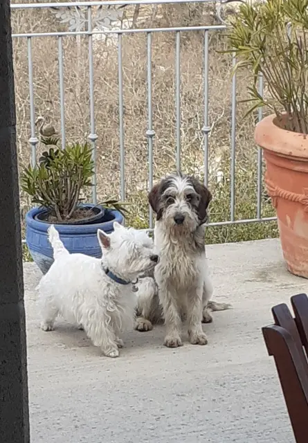 chien reunited   83149 Bras jazz & Toupy