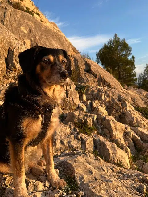 chien reunited   83330 Le Beausset Lucky