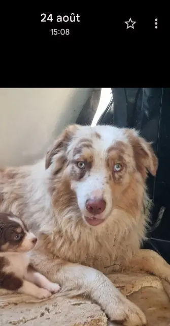 chien reunited   83400 Hyères Nayou