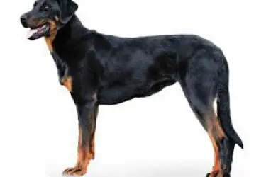 chien reunited    Saint-Raphaël Newton