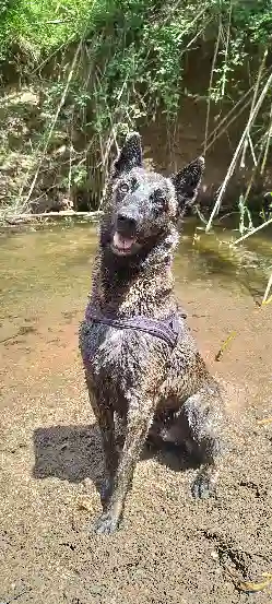 Chien Trouvé 83 Var - Pako Chien Trouvé 83 Var - Pako