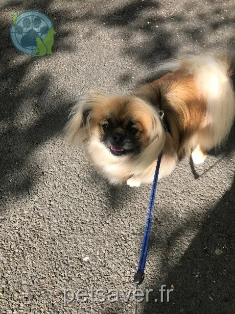chien reunited 83120 Sainte-Maxime Patchy