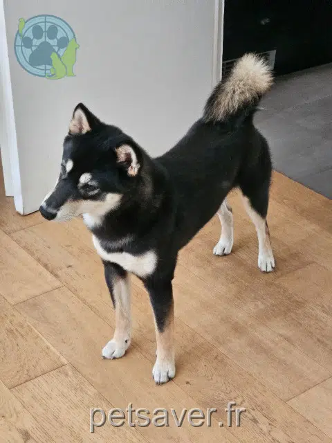 chien reunited 83300 Draguignan Piotr
