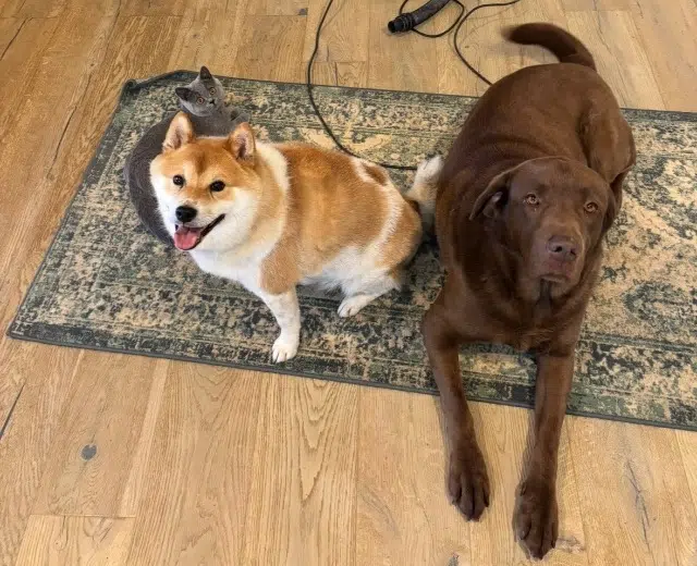 chien reunited   83300 Draguignan Raiju