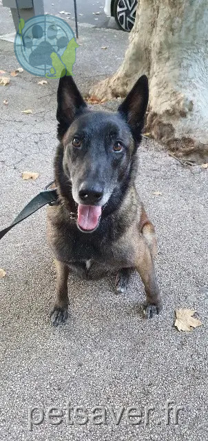 cane reunited 83170 Brignoles Rox