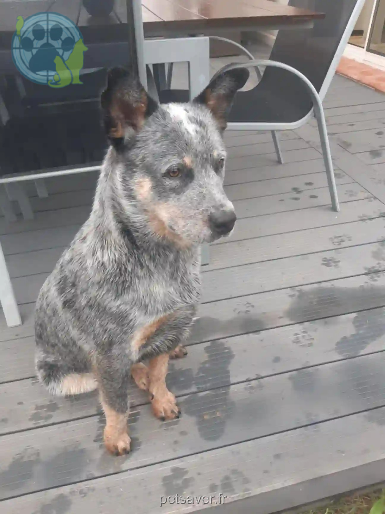 Chien Trouvé 83 Var - Ulysse Chien Trouvé 83 Var - Ulysse