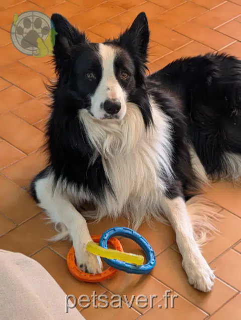 chien reunited   83470 Saint-Maximin-la-Sainte-Baume Volt