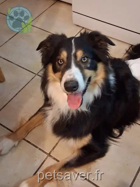 Hund reunited 83400 Hyères Voyou