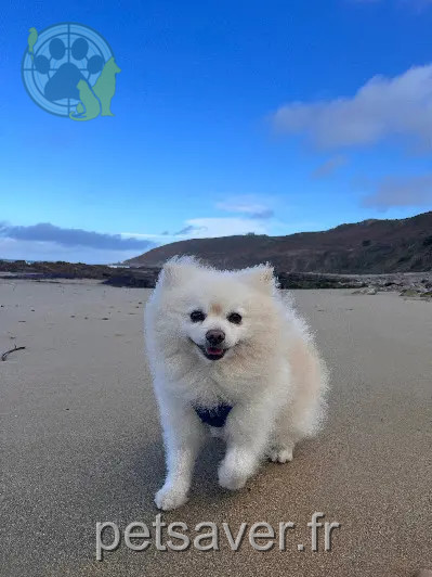Chien Perdu 83 Var Chien Perdu 83 Var