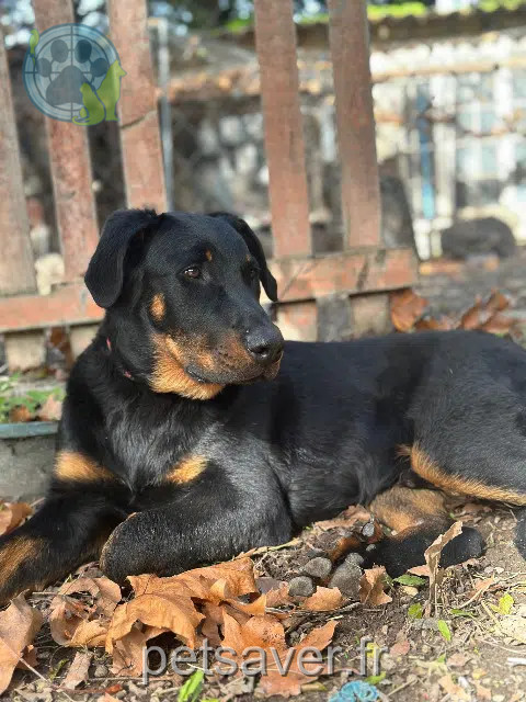 chien reunited   84300 Cavaillon Apollon