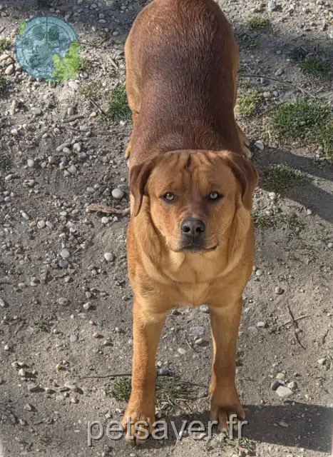 chien reunited   84600 Valréas Athos