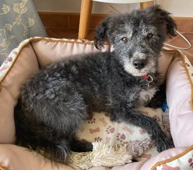 dog reunited    Avignon Dansir