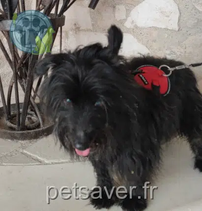 cane reunited 84290 Sainte-Cécile-les-Vignes Bijou