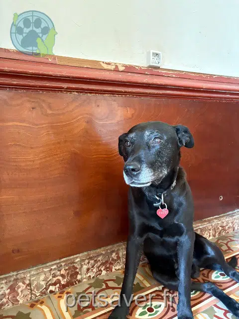 chien reunited 84300 Cavaillon Paco