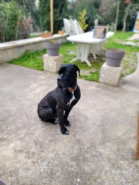 chien reunited   84200 Carpentras Peïo