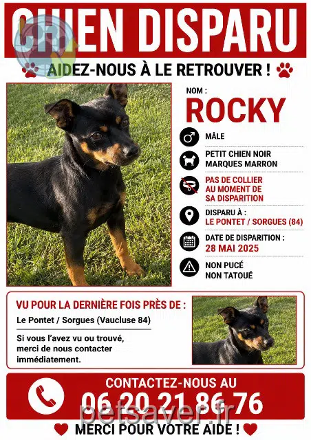 chien reunited   84130 Le Pontet Rocky