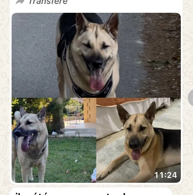 chien reunited   84120 Pertuis Shake