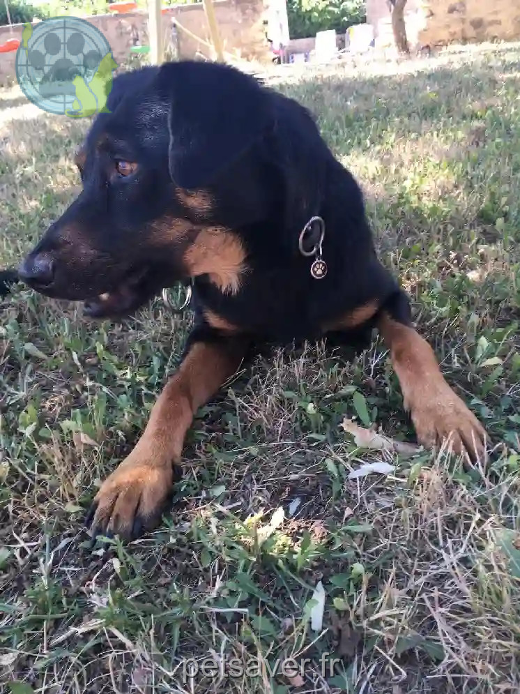 Chien Trouvé 84 Vaucluse - Shamalow Chien Trouvé 84 Vaucluse - Shamalow