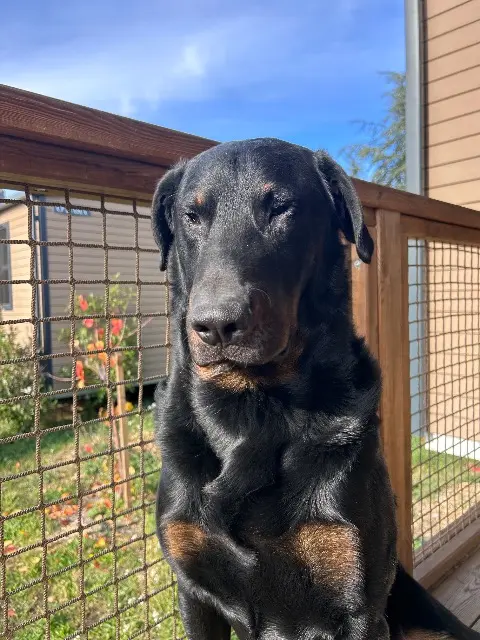chien reunited   84160 Lourmarin Sky