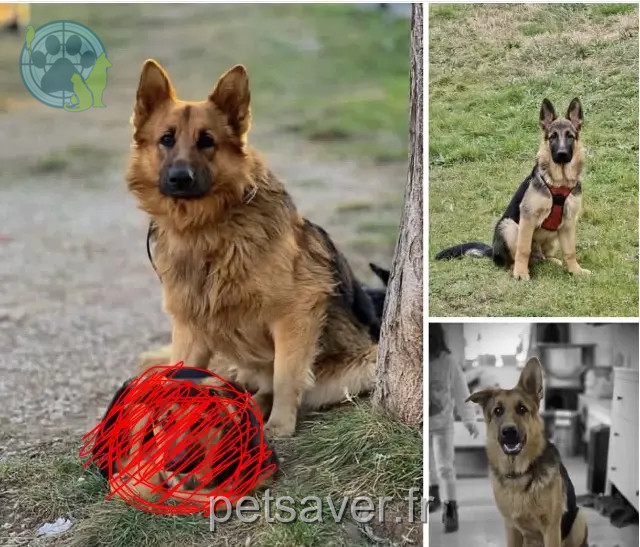 chien reunited 84100 Orange Tango, Willy et Rio
