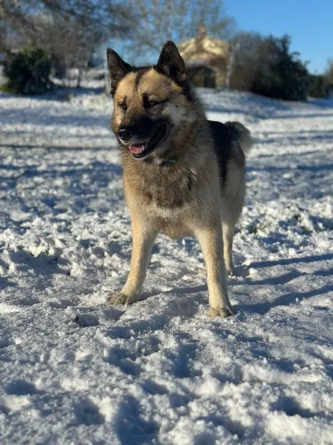 chien reunited   85800 Le Fenouiller Aiko