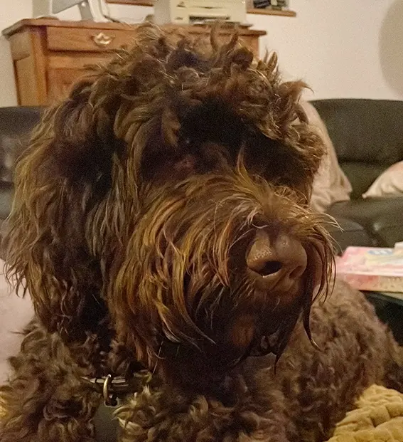 Chien Perdu 85 Vendée - Gus Chien Perdu 85 Vendée - Gus