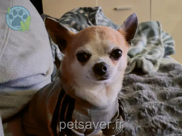 chien reunited   85000 La Roche-sur-Yon Igloo