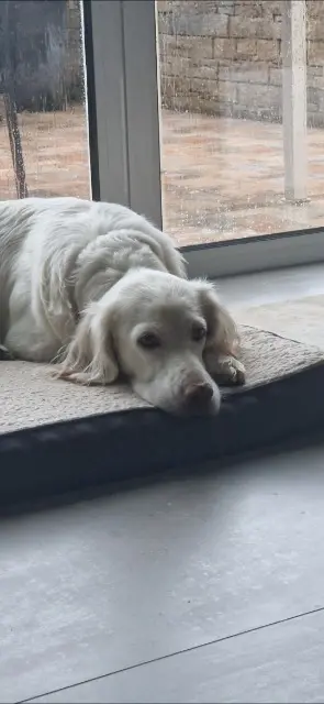 chien reunited   85000 La Roche-sur-Yon Oslo