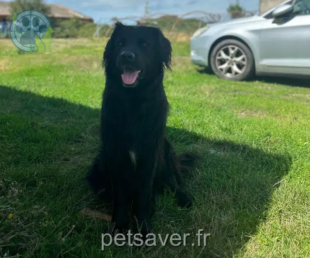 chien reunited 85230 Bouin Samba