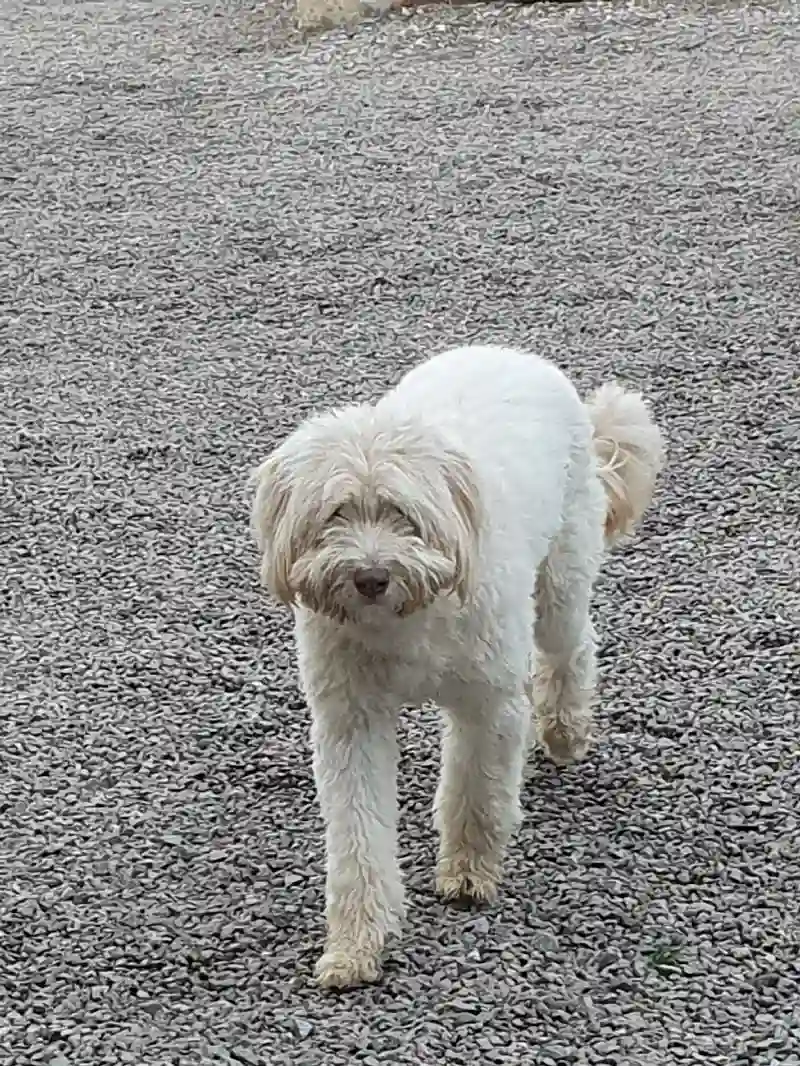Chien Trouvé 85 Vendée Talmont-Saint-Hilaire - Ugo Chien Trouvé 85 Vendée Talmont-Saint-Hilaire - Ugo