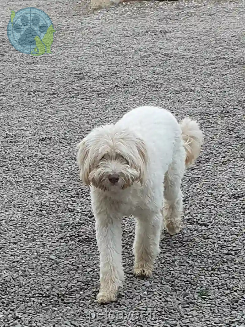 Chien Trouvé 85 Vendée Talmont-Saint-Hilaire - Ugo Chien Trouvé 85 Vendée Talmont-Saint-Hilaire - Ugo
